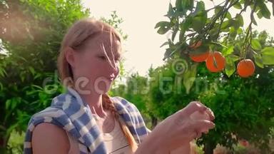 果树林里的金发女人眼泪掉在橘子上。 在花园里吃多汁橘子的女孩